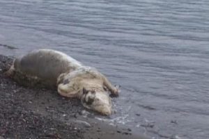 Marmaris sahiline bu kez hayvan &ouml;l&uuml;s&uuml; vurdu