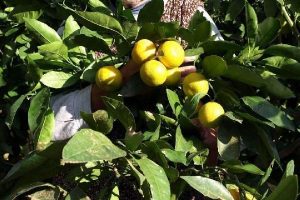 Mandalina ağa&ccedil;ta kaldı