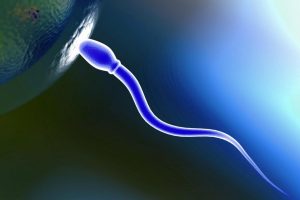 Domuz eti sperm kalitesini d&uuml;ş&uuml;r&uuml;yor