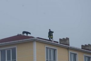 &Ccedil;atıya &ccedil;ıkan k&ouml;peği itfaiye kurtardı