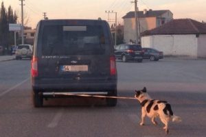 K&ouml;peği tampona bağlayıp koşturan s&uuml;r&uuml;c&uuml; bulundu