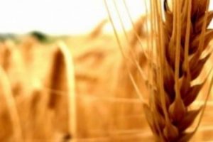 Tarımsal ekonomik yatırımların desteklenmesi başvurusu uzatıldı