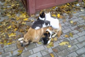 Dostluğun en g&uuml;zel fotoğrafı