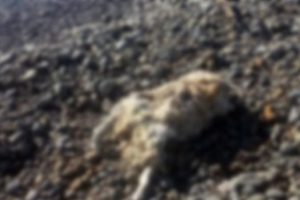 Marmaris'te b&uuml;y&uuml;k şaşkınlık