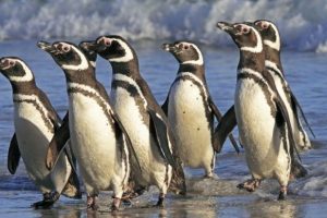 K&uuml;resel ısınma penguenleri tehdit ediyor