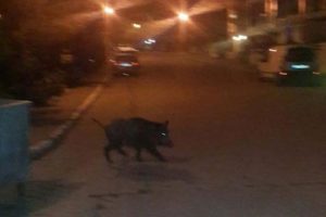 A&ccedil; kalan domuzlar şehre indi