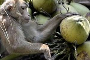 Tayland'ın k&ouml;le iş&ccedil;i maymunları