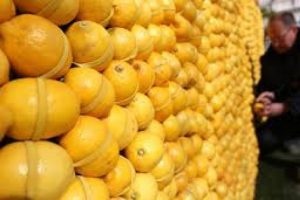 Rusya, 23 ton greyfurtu geri g&ouml;nderdi