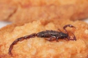 Temel protein kaynağı b&ouml;ceği bir g&uuml;n herkes yiyecek