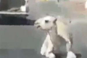 S&uuml;r&uuml;c&uuml;, deveyi yolda d&uuml;ş&uuml;r&uuml;rse...
