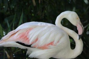 D&uuml;nyanın en yaşlı flamingosu &ouml;ld&uuml;