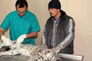 Diyarbakır'daki parstan sonra Erzincan'da da vaşağı vurdular