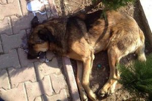 Bunu yapanlar insan olamaz!