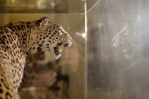&Ccedil;obanın vurduğu leopar sergiye &ccedil;ıktı