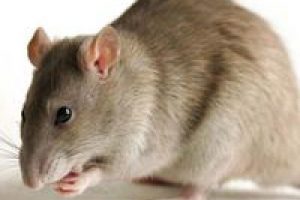 Fareler i&ccedil;in hazırladı &ccedil;ocuğu yedi