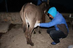 Bu haber hayvanseverleri ayağa kaldıracak