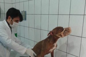 Twıtter'dan gelen mesaj k&ouml;peğin hayatını kurtardı