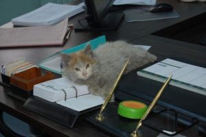 Sokak kedilerine b&uuml;ro a&ccedil;tılar