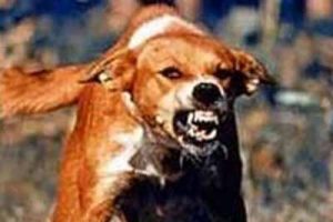 "Kuduz kesinlikle &ouml;l&uuml;mle sonu&ccedil;lanıyor"