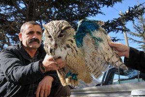 Kanadı kırık baykuşa yardım eli