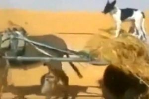 Eşek arabası kullanan k&ouml;pek şaşırttı