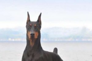 Sahibinin kanserini teşhis etti
