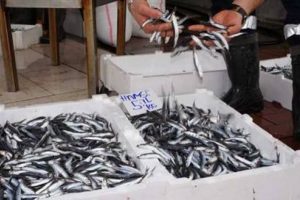 Hamsinin fiyatı 5 liraya d&uuml;şt&uuml;