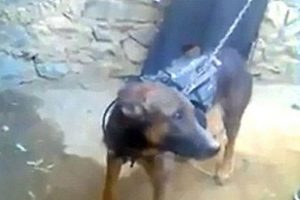 Taliban İngiliz Ordusu'nun k&ouml;peğini esir aldı