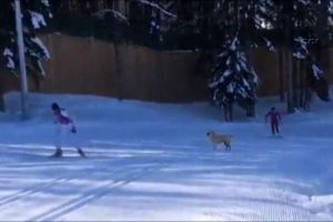 Olimpiyat sporcularına k&ouml;pek tacizi