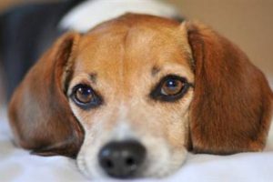 Bor&ccedil; y&uuml;z&uuml;nden k&ouml;peğe haciz