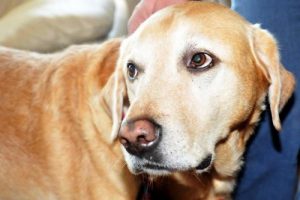 K&ouml;peğinin haczedilmesine itiraz edecek