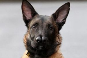 İki burunlu doğan k&ouml;pek yuvasına kavuştu