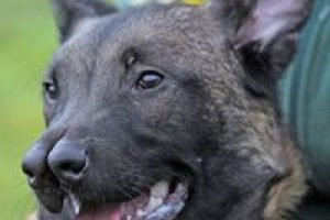 İki burunlu k&ouml;pek g&ouml;renleri şaşırtıyor