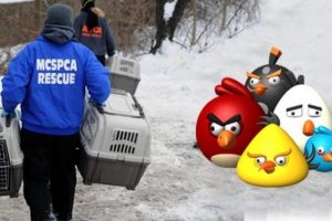Operasyonun kod adı: "Angry Birds