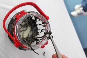 S&uuml;l&uuml;ğ&uuml;n kilogramı bin doları buluyor