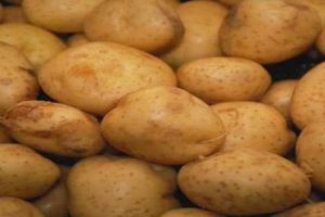 "Patates, n&uuml;fus artışına yenik d&uuml;şt&uuml;"