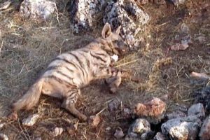 &Ccedil;izgili sırtlanlar takibe alınıyor