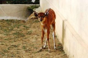 T&uuml;rkiye'nin ilk sitatunga yavrusu d&uuml;nyaya geldi
