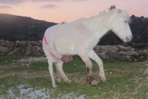 Ayağını kesip &ouml;l&uuml;me terk ettiler