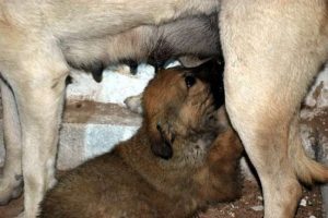 4 g&uuml;nl&uuml;k esaretten kurtulup annesine koştu