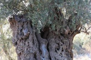 Bin 300 Yıllık zeytin ağacı