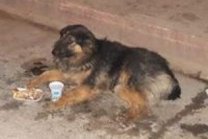 Otomobilin &ccedil;arptığı k&ouml;pek i&ccedil;in ambulans &ccedil;ağırdı