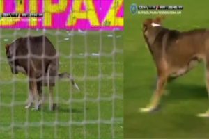 Sahaya giren k&ouml;pek bakın ne yaptı ?