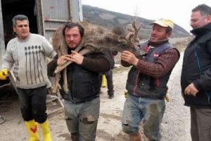 Sulama kanalına d&uuml;şen karaca kurtarıldı