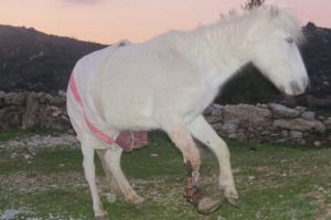 Ayağı kesilen at tedavi altında