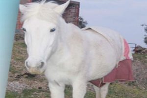Ayağı kesilip &ouml;l&uuml;me terk edilen at emin ellerde