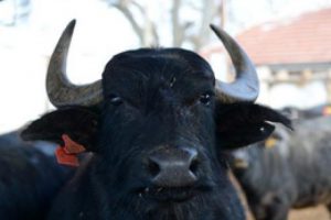 3.k&ouml;pr&uuml; en &ccedil;ok onları etkileyecek