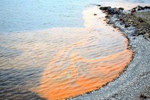 Karadeniz sahillerinde g&ouml;r&uuml;len kızıl tabaka yayılıyor