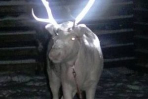 Ren geyikleri karanlıkta parlayacak