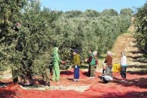 Zeytinciye g&uuml;bre ve ila&ccedil; dağıtımı